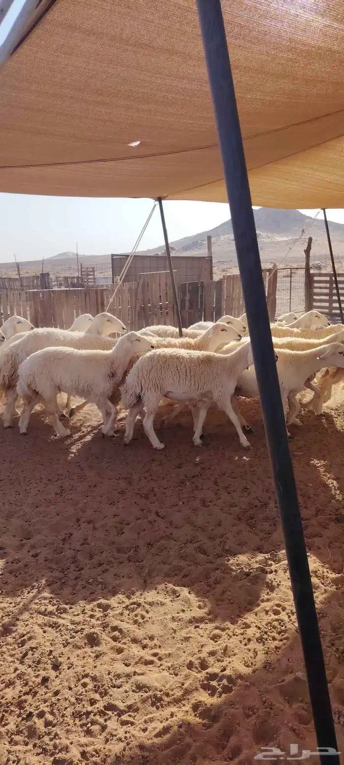 رخال حرش طيبه صنف الصنف 20 راس دفيع وضراب السوم 1400 0