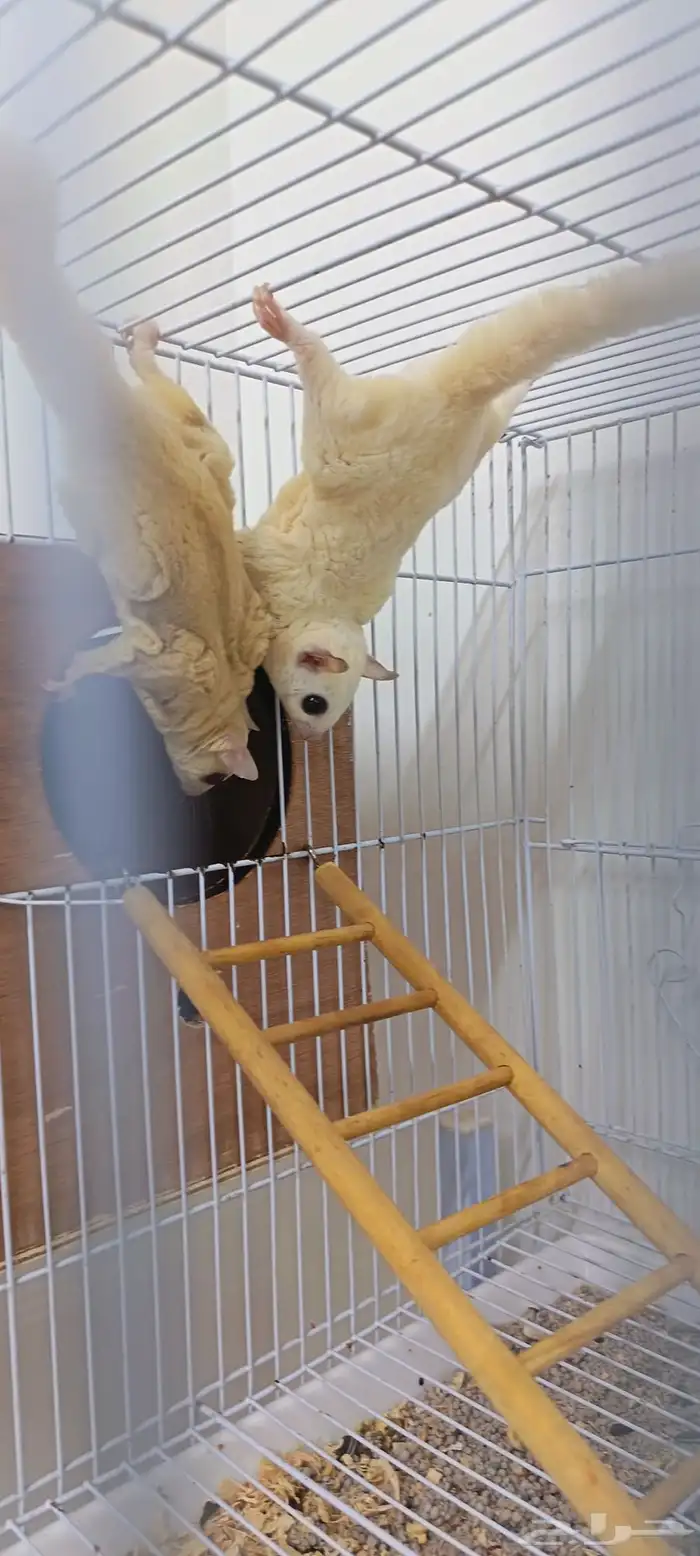 زوج سناجب طائرة منتجة سابقا 3