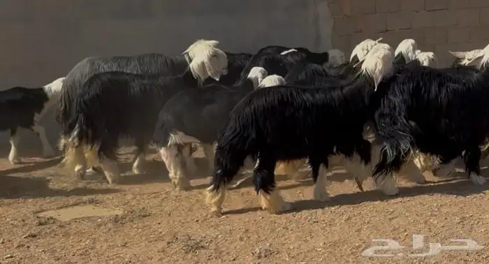 غنم نجد صنف 1