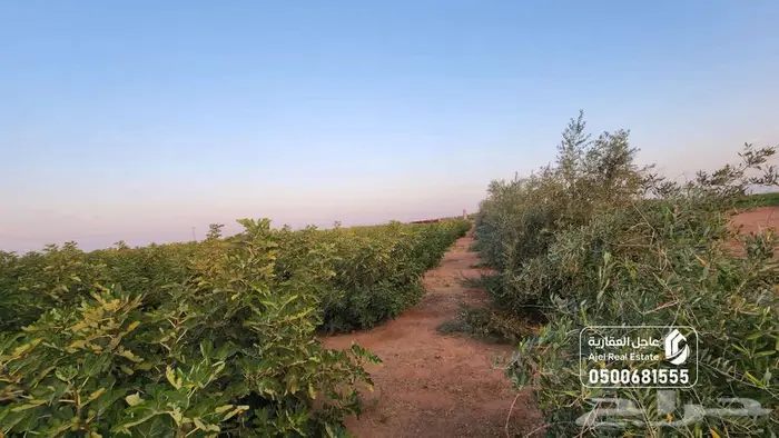 مزرعة للبيع بحائل في الوبريات 4