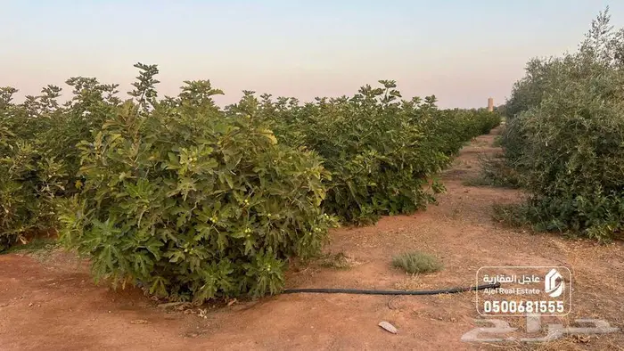 مزرعة للبيع بحائل في الوبريات 27