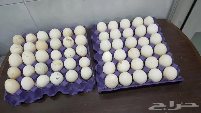 بيض بط 0
