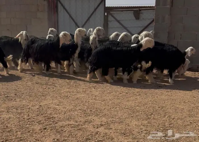 غنم نجد صنف 5