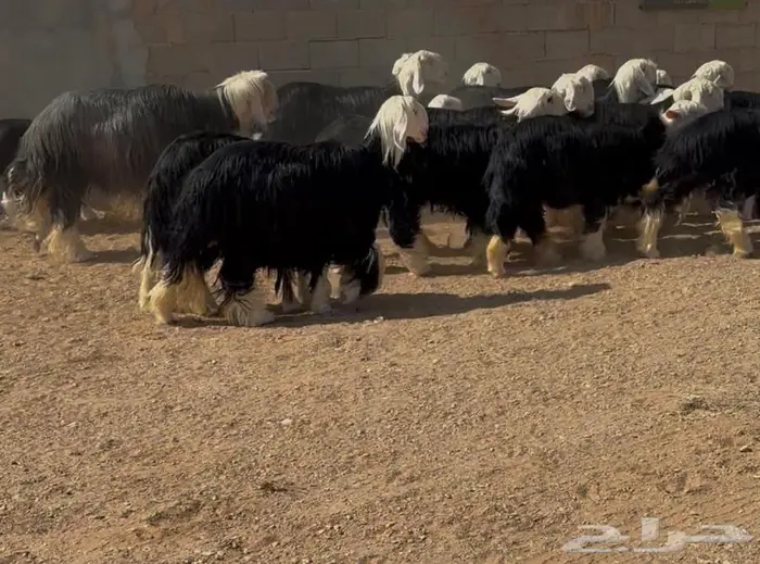 غنم نجد صنف 2