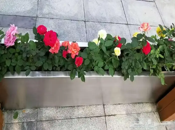 احواض زرع كبيرة الهفوف جاهزة فايبر بسعر المصنع 77