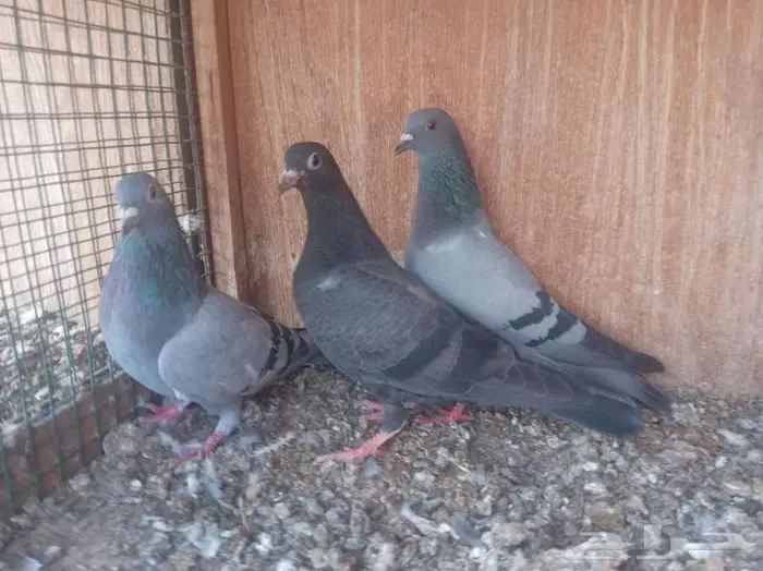 حمام علف للصقور او للتربيه 0