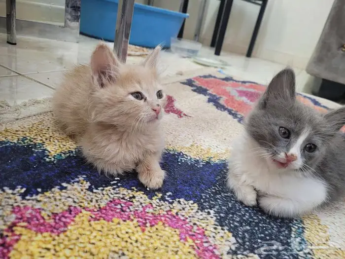 للبيع 3 قطط صغيرة 250 ريال للزوم السفر 0