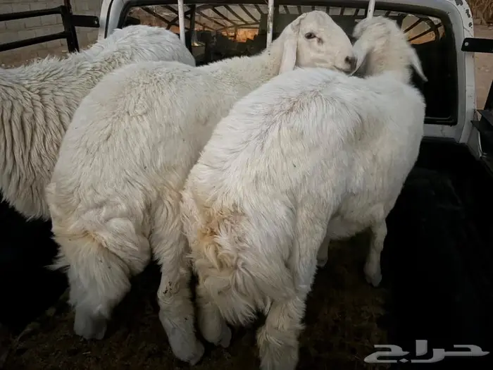 طليان حري ذبايح 1