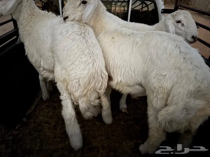 طليان حري ذبايح 0