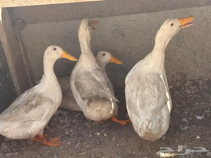 زوجين بط (ذكرين وانثتين) للبيع مع البيض 0