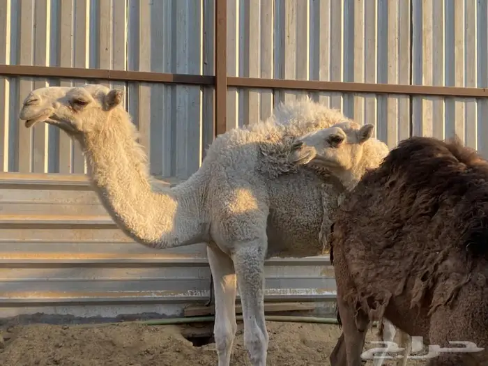 حاشي اوضح وبكرة وضحى مفاريد للبيع 0