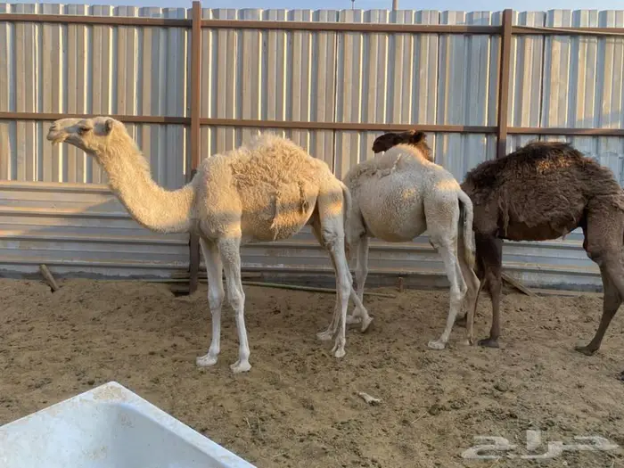 حاشي اوضح وبكرة وضحى مفاريد للبيع 1