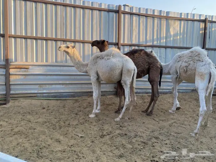 حاشي اوضح وبكرة وضحى مفاريد للبيع 2