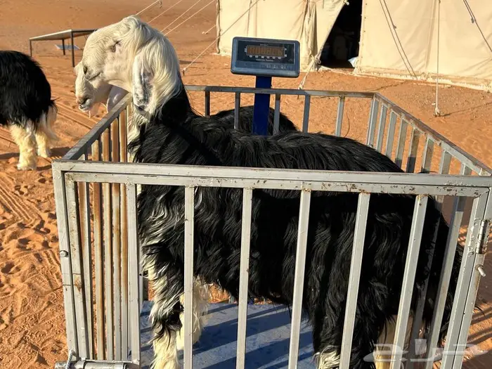 جذعااان نجد جبررة (ذبايح) 0