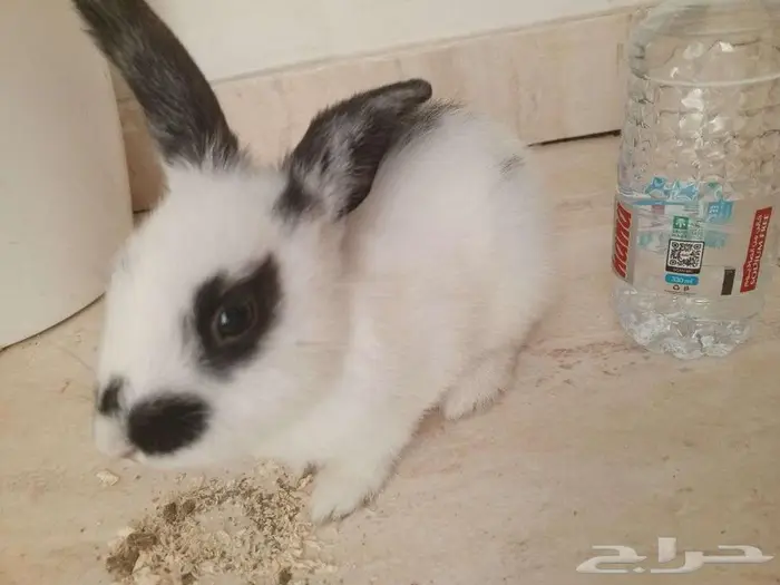 أرنب فرنسي اسود ببيض ذكر والسوداء أنثى 0