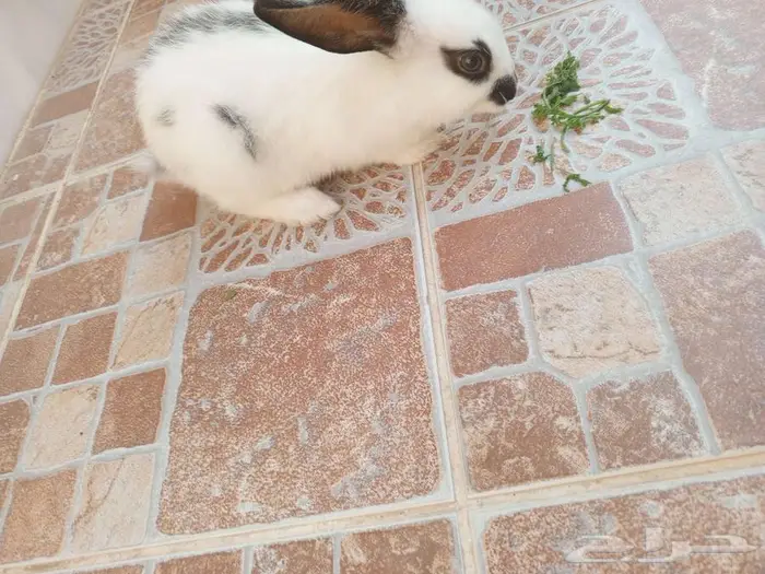 أرنب فرنسي اسود ببيض ذكر والسوداء أنثى 5