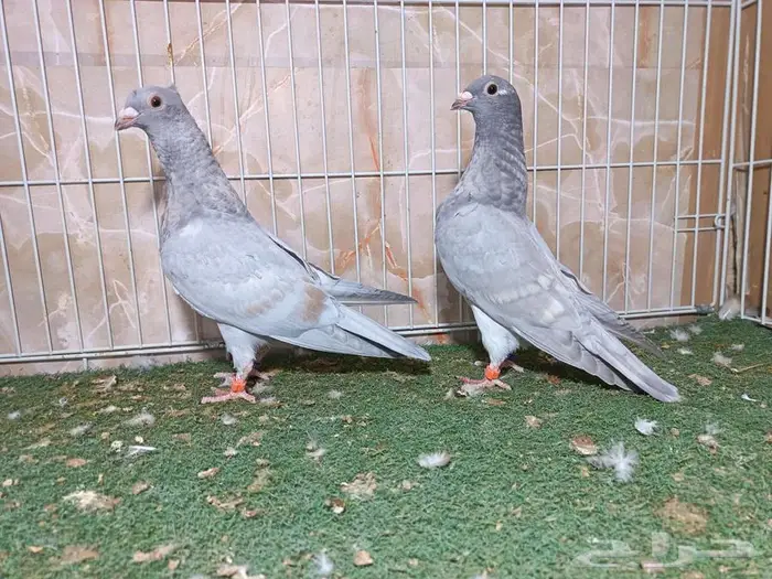 طبة زاجل رديوس بار 3