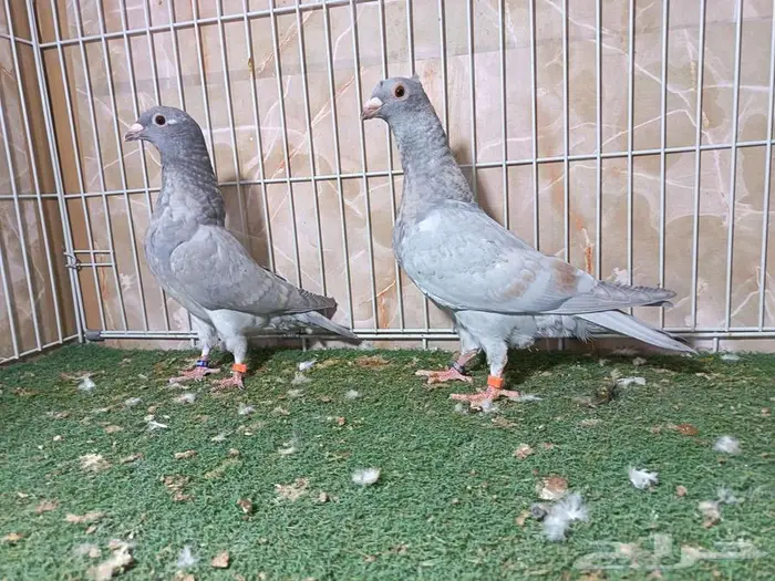 طبة زاجل رديوس بار 1