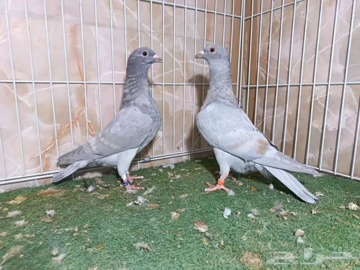 طبة زاجل رديوس بار 0