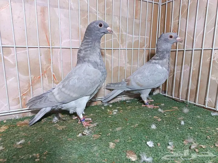 طبة زاجل رديوس بار 2