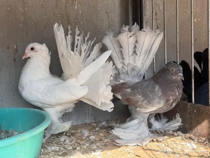 زوج رقاص بنتاجه تم البيع 0