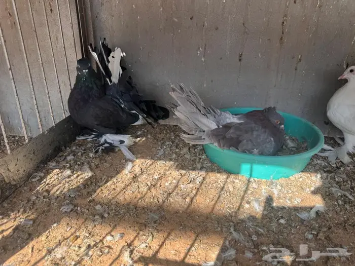 زوج رقاص بنتاجه تم البيع 3