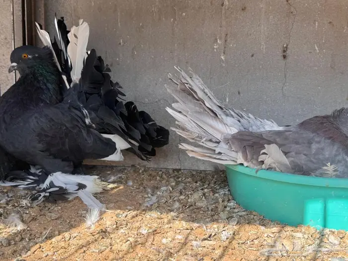 زوج رقاص بنتاجه تم البيع 1