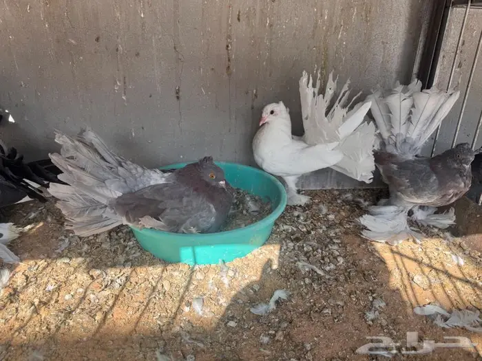 زوج رقاص بنتاجه تم البيع 2