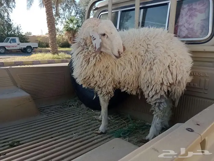 خروف 3