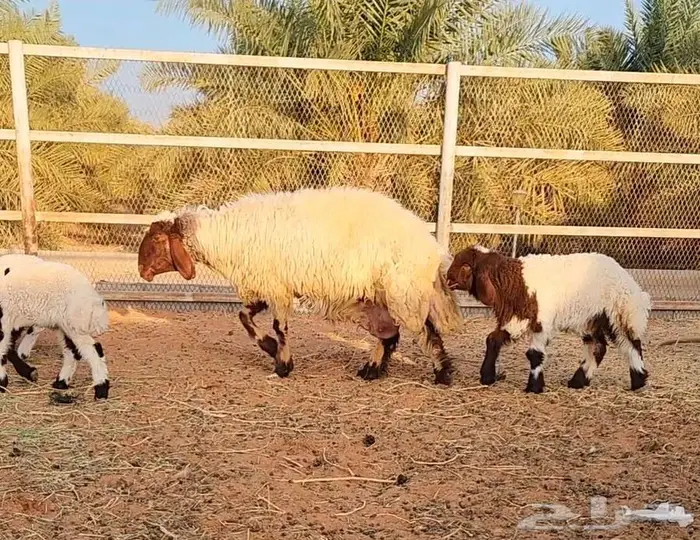 غنم نعيم مراح واحد 1