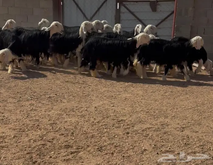 غنم نجد صنف 3