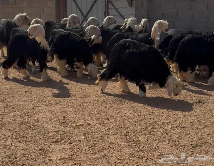 غنم نجد صنف 4