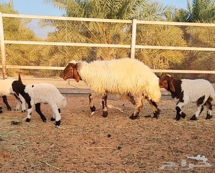 غنم نعيم مراح واحد 7