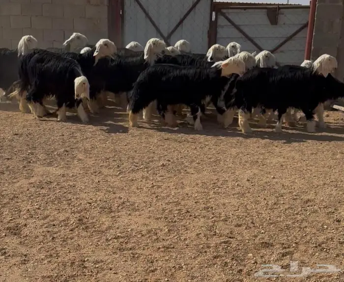 غنم نجد صنف 0