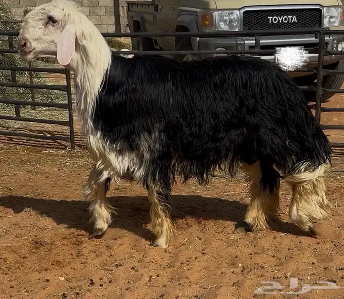 غنم نجد صنف 14