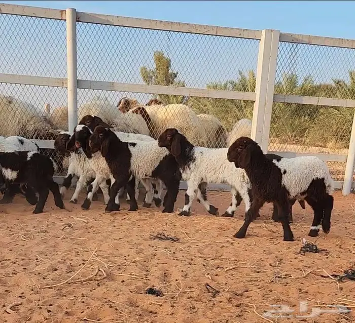 غنم نعيم مراح واحد 11