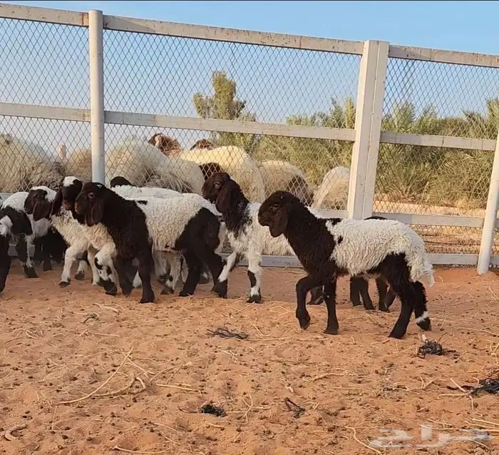 غنم نعيم مراح واحد 4