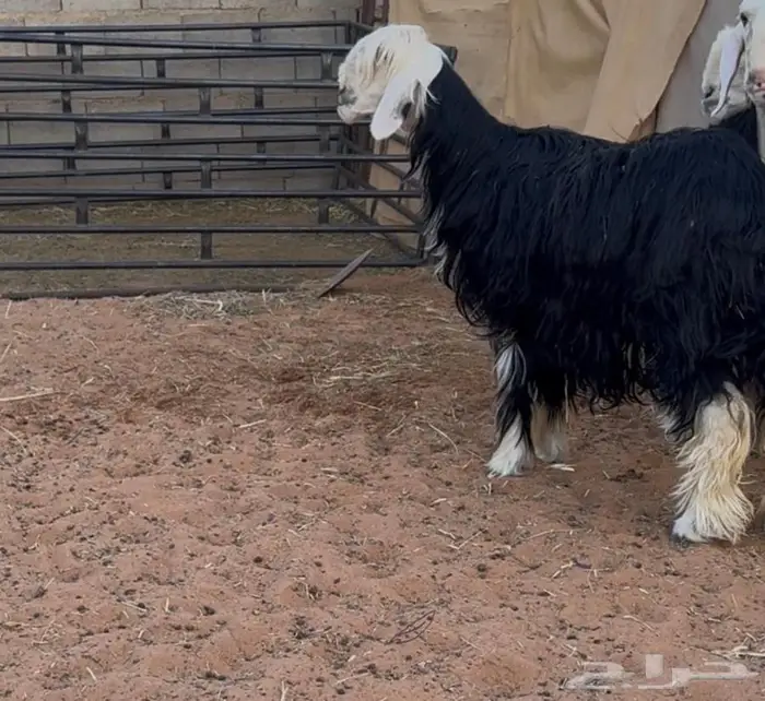 غنم نجد صنف 6