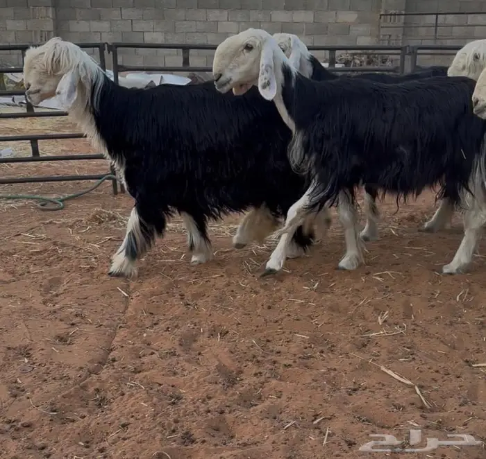 غنم نجد صنف 13