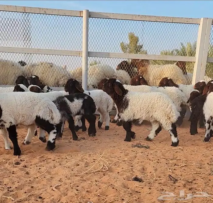 غنم نعيم مراح واحد 10