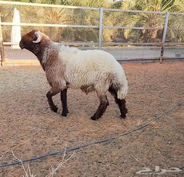 غنم نعيم مراح واحد 3