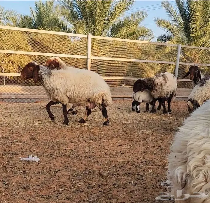 غنم نعيم مراح واحد 6