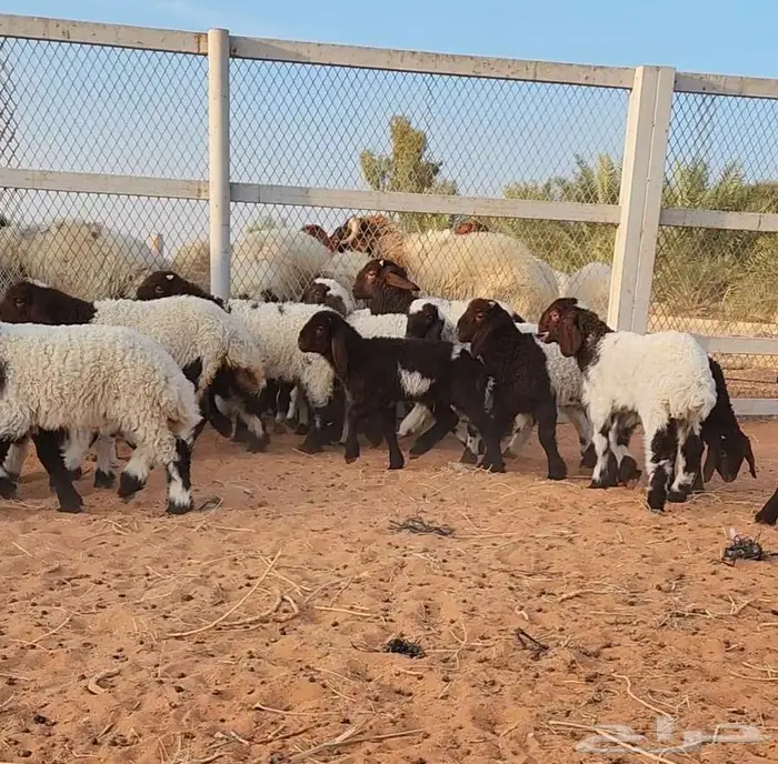 غنم نعيم مراح واحد 14