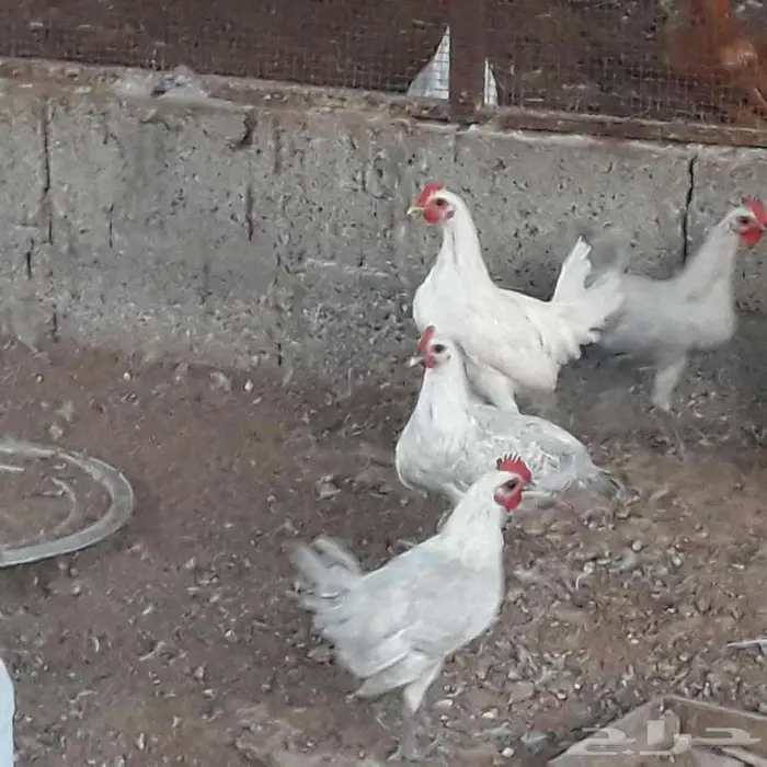 دجاج فيومي 0