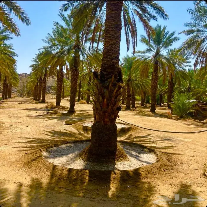 بيع وزراعة وصيانة وتكريب النخيل 0