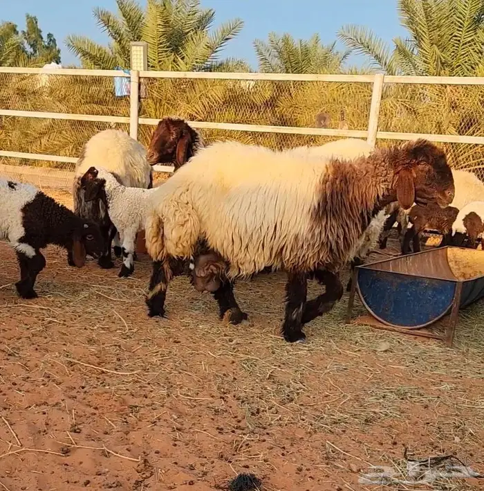 غنم نعيم مراح واحد 5