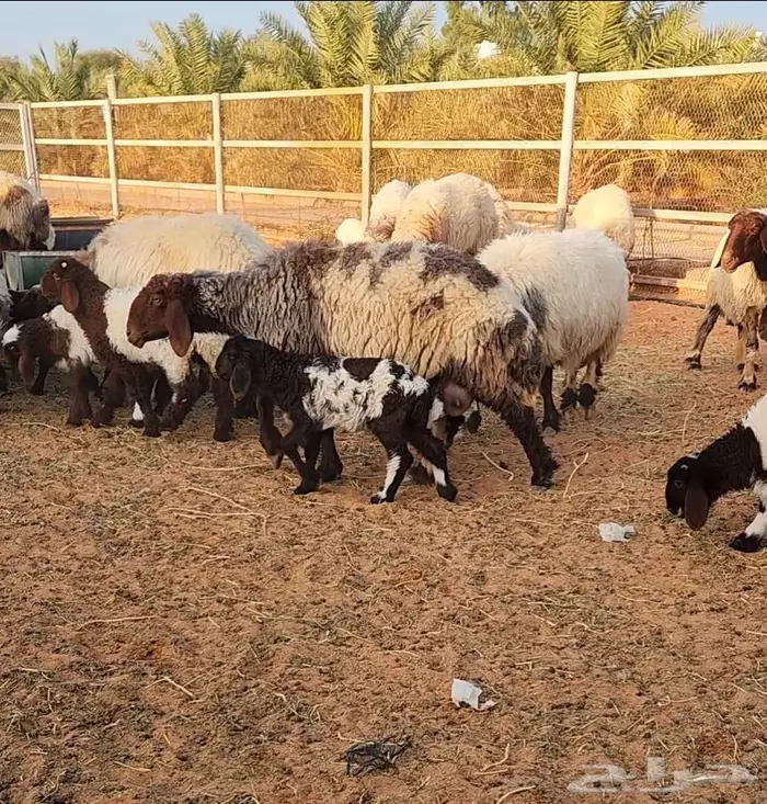 غنم نعيم مراح واحد 9