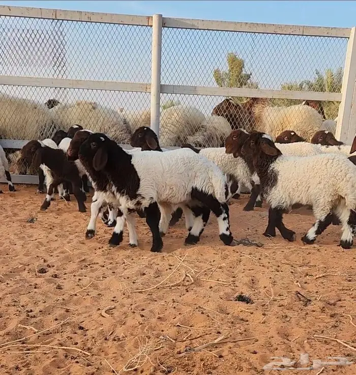 غنم نعيم مراح واحد 13