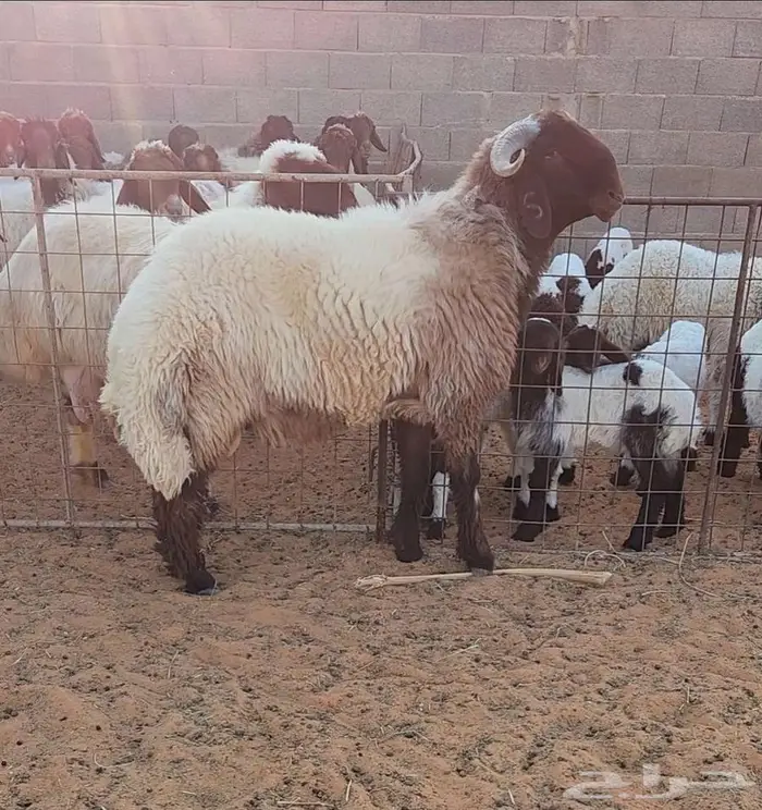 غنم نعيم مراح واحد 2