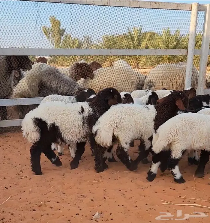 غنم نعيم مراح واحد 12
